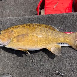 スモールマウスバス