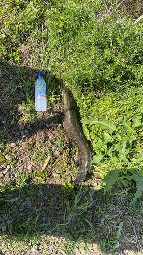 ライギョの釣果