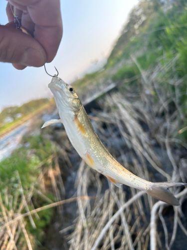 ウグイの釣果