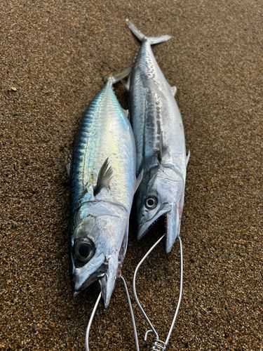 サバの釣果