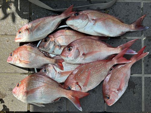 マダイの釣果