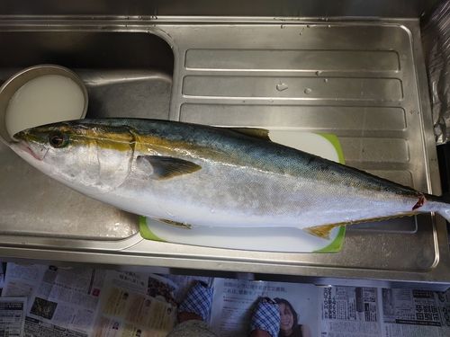 ブリの釣果