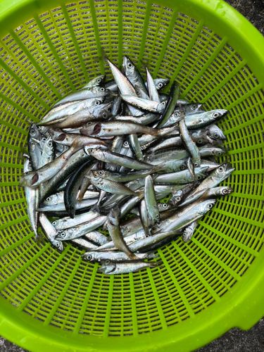 サバの釣果