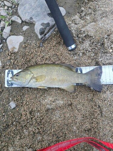 スモールマウスバスの釣果