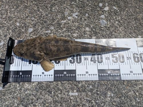 マゴチの釣果