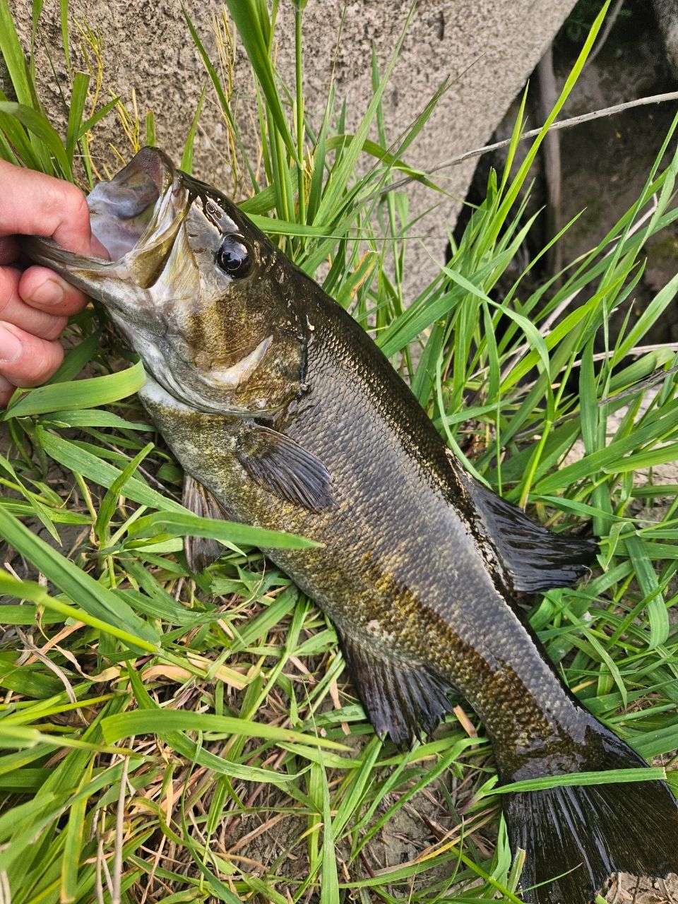 スモールマウスバス