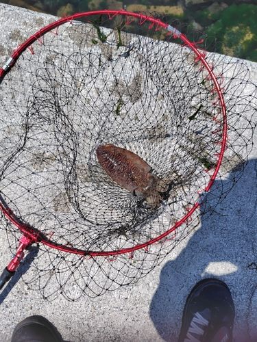 コウイカの釣果