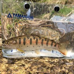 ヤマメ