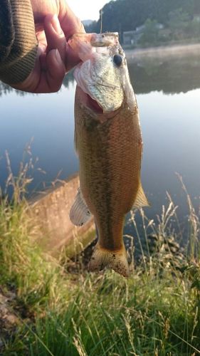 ラージマウスバスの釣果