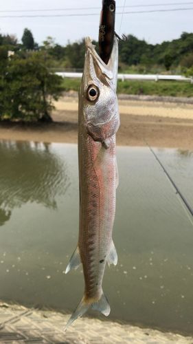 カマスの釣果