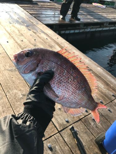 マダイの釣果