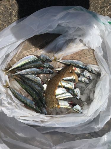 サバの釣果