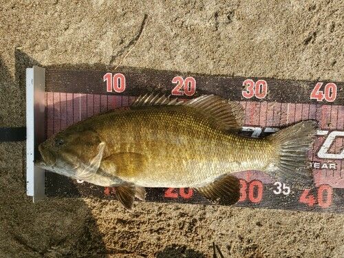 スモールマウスバスの釣果