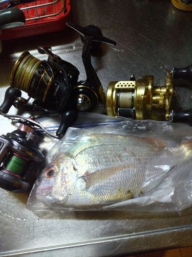 マダイの釣果