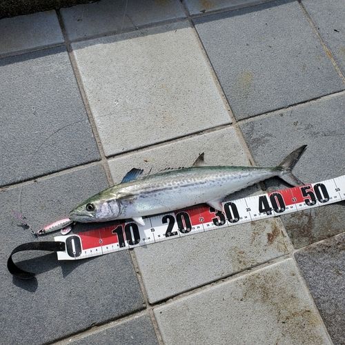 サゴシの釣果