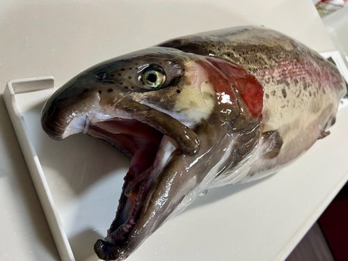 ニジマスの釣果