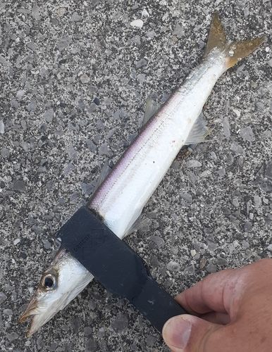 カマスの釣果