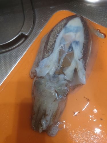 コウイカの釣果