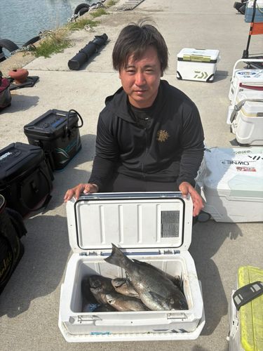 グレの釣果