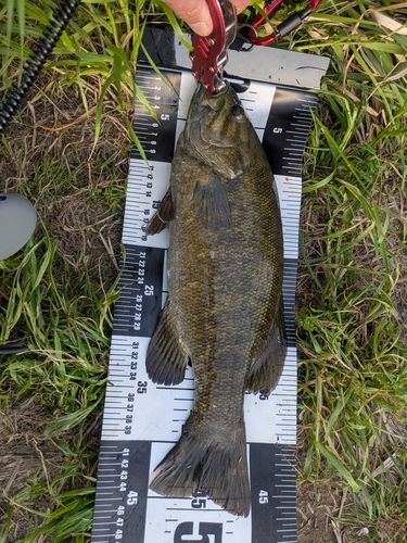 スモールマウスバスの釣果