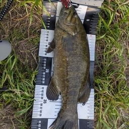 スモールマウスバス