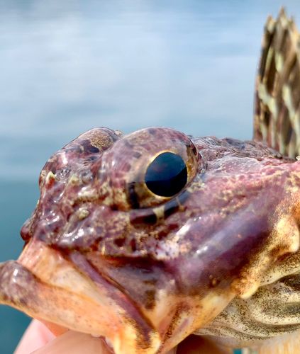 ニジカジカの釣果