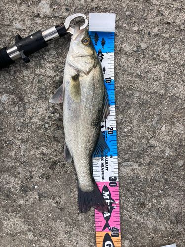 セイゴ（マルスズキ）の釣果
