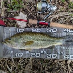 ラージマウスバス