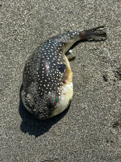 クサフグの釣果
