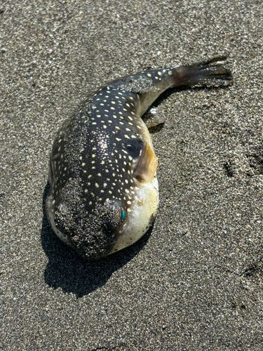 クサフグの釣果