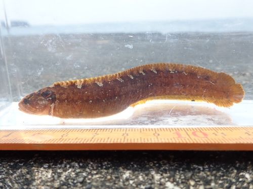 ダイナンギンポの釣果