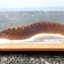 ダイナンギンポ