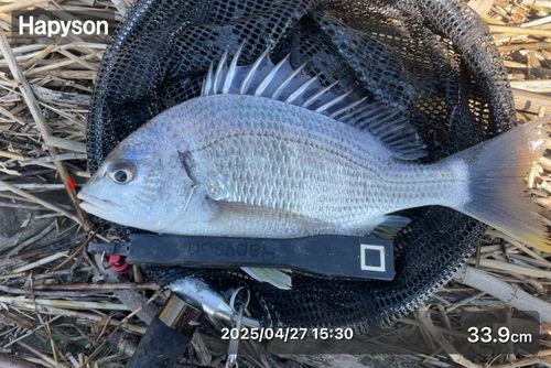 キビレの釣果