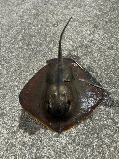 アカエイの釣果