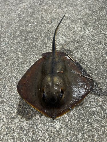 アカエイ
