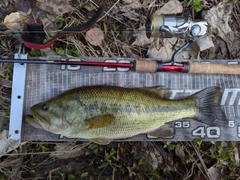 ラージマウスバスの釣果
