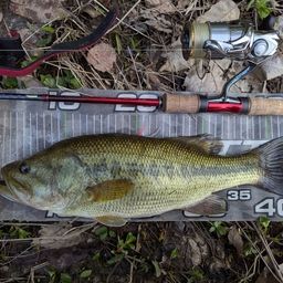 ラージマウスバス