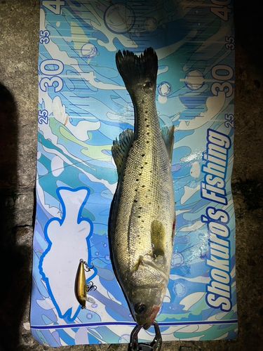 セッパ（タイリクスズキ）の釣果