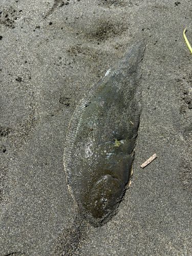 シタビラメの釣果
