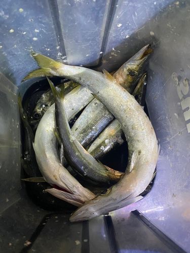 カマスの釣果