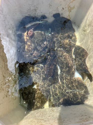 マコガレイの釣果