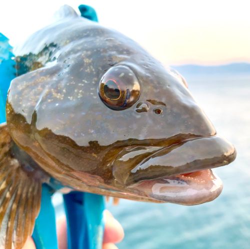 アイナメの釣果