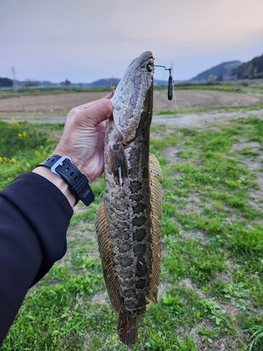 ライギョの釣果