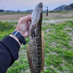 ライギョ