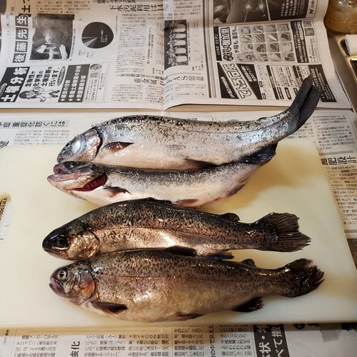 トラウトの釣果