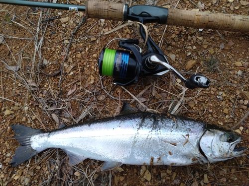 サクラマスの釣果