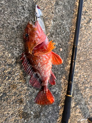ガシラの釣果