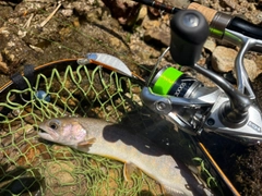 イワナの釣果