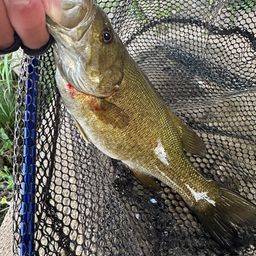 スモールマウスバス