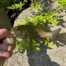 スモールマウスバス